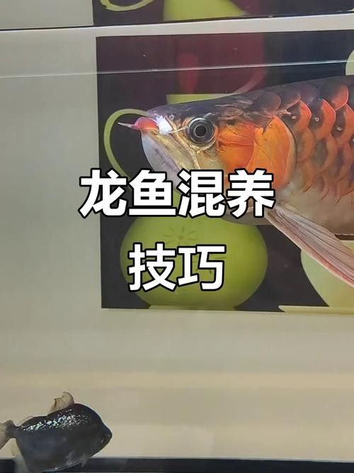 龍魚能和戰船一起養嗎圖片欣賞 龍魚百科 第17張 龍魚能和戰船一起養嗎圖片欣賞 龍魚能和戰船一起養嗎圖片欣賞 龍魚百科 第17張