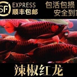金龍魚怎么區分過背和高背：金龍魚怎么區分過背和高背和高背金龍魚的區別
