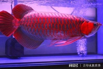 紅龍魚幾年開始發色（紅龍魚什么時候開始“發色”）