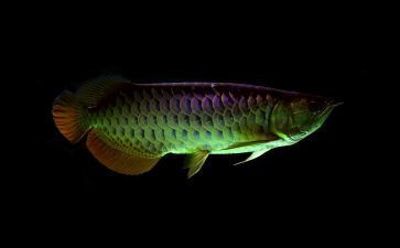 龍魚和曼龍：曼龍魚與龍魚混養注意事項