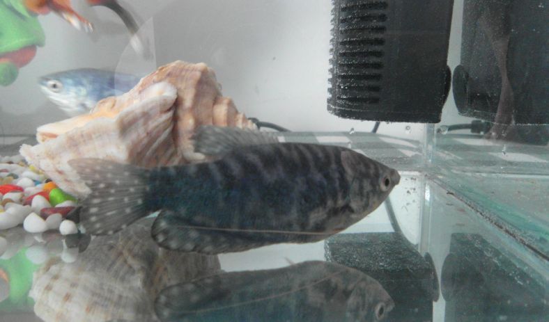 龍魚和曼龍：曼龍魚與龍魚混養注意事項