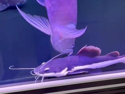 銀龍魚最大能長到多大圖片視頻