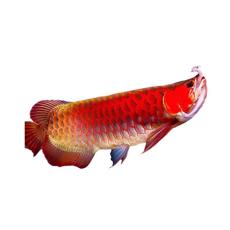 鳳凰紅龍魚價格，鳳凰紅龍魚價格因品種和大小而異，鳳凰紅龍魚價格波動