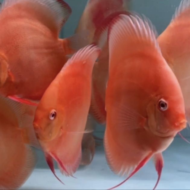 鳳凰紅龍魚價格，鳳凰紅龍魚價格因品種和大小而異，鳳凰紅龍魚價格波動