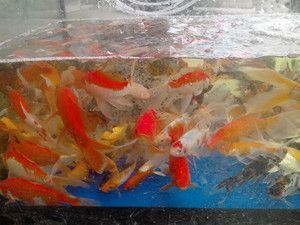 紅金龍魚活體繁殖技術：紅金龍魚的活體繁殖技術
