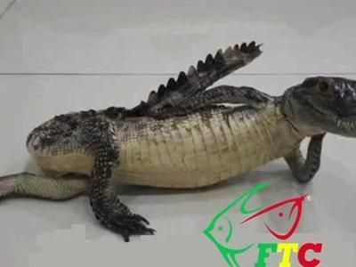 龍魚低頭的原因（龍魚為什么會低頭？）
