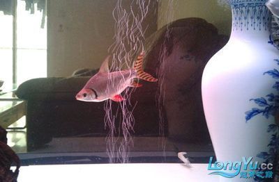 50公分龍魚配多大飛鳳好看呢圖片（最適合與龍魚混養的魚是飛鳳嗎？）