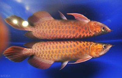 龍魚長期喂面包蟲有什么危害（龍魚長期喂面包蟲有什么危害長期喂食面包蟲會(huì)帶來以下危害） 龍魚長期喂面包蟲有什么危害（龍魚長期喂面包蟲有什么危害長期喂食面包蟲會(huì)帶來以下危害） 龍魚百科 第5張