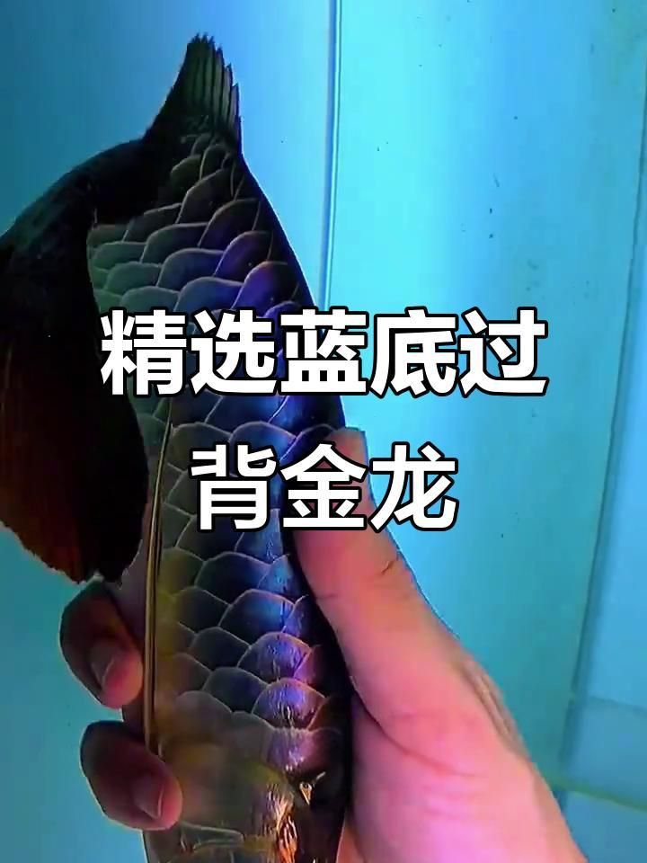 藍底金龍最經典三個顏色 藍底金龍最經典三個顏色 龍魚百科 第3張