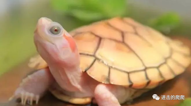 黑桃A魚繁殖水質檢測頻率：黑桃a魚繁殖期間的水質檢測頻率