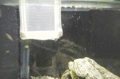 龍魚麻藥過量怎么辦？：龍魚使用麻藥后出現過量的現象可能會導致龍魚陷入昏迷狀態 龍魚麻藥過量怎么辦？：龍魚使用麻藥后出現過量的現象可能會導致龍魚陷入昏迷狀態 龍魚百科 第4張