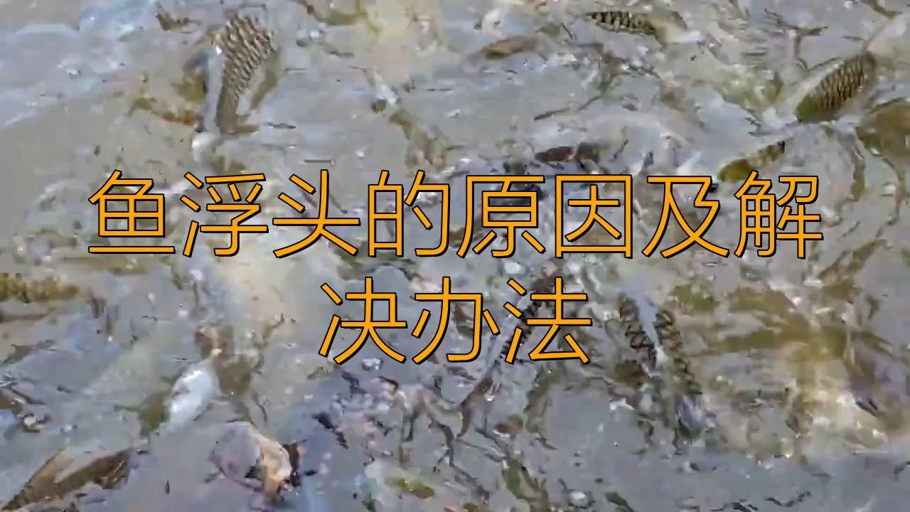 龍魚浮頭視頻