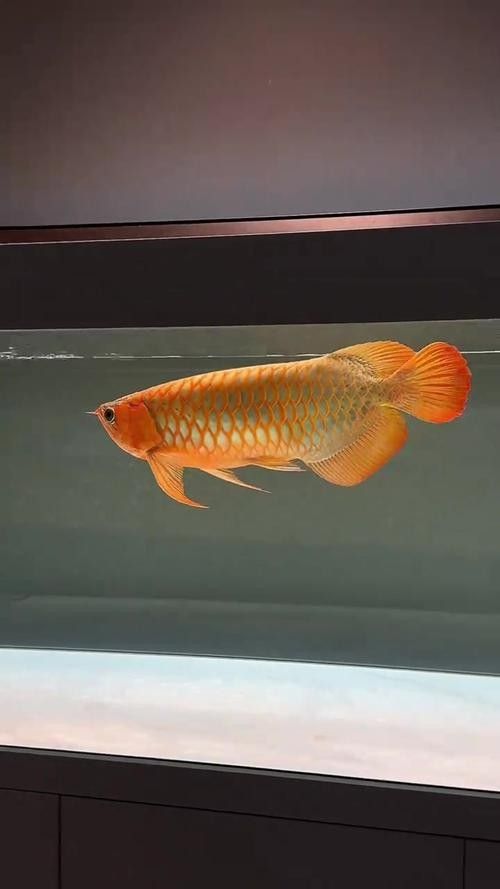 龍魚壁紙高清無水印版