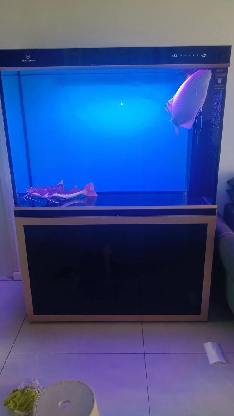 可麗愛魚缸顯示屏圖解 可麗愛魚缸顯示屏圖解 龍魚百科 第26張