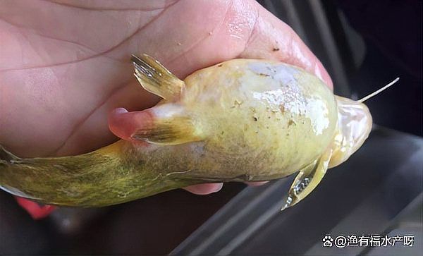 能否提供更多關于魚腹水的信息？