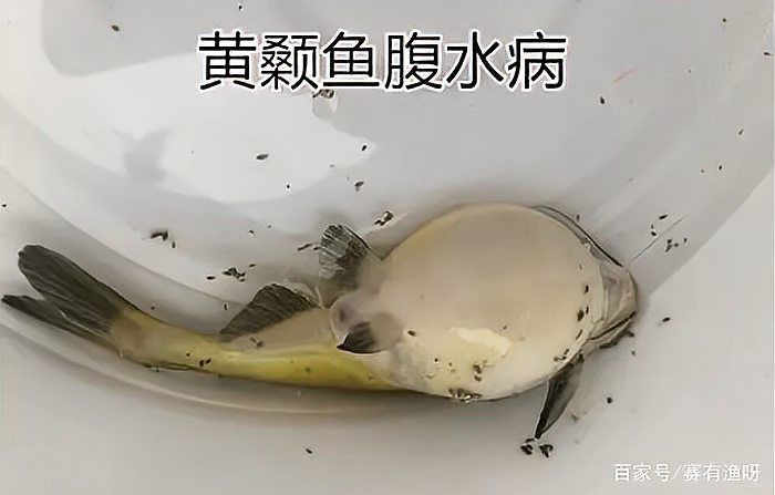 能否提供更多關于魚腹水的信息？