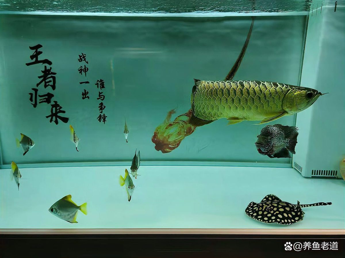 能否提供更多關于魚腹水的信息？
