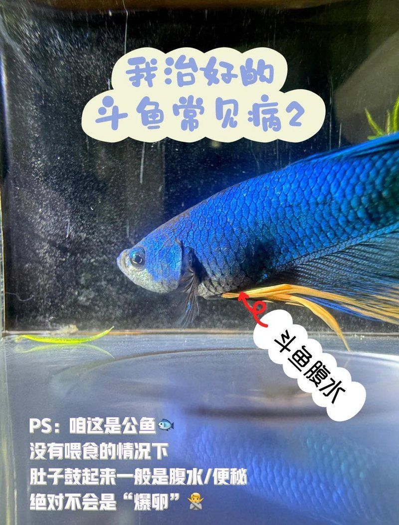 能否提供更多關于魚腹水的信息？