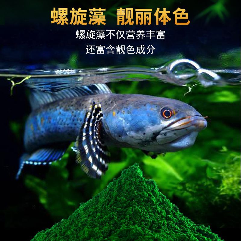 雷龍魚飼料中添加螺旋藻的好處：雷龍魚飼料中添加螺旋藻的益處