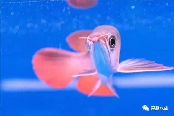 紅眼白子龍魚怎么養活
