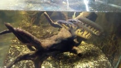 雷龍魚繁殖行為有哪些表現：雷龍魚的繁殖行為包括多個階段， 雷龍魚繁殖行為有哪些表現：雷龍魚的繁殖行為包括多個階段， 龍魚百科 第3張
