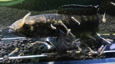 雷龍魚繁殖行為有哪些表現：雷龍魚的繁殖行為包括多個階段， 雷龍魚繁殖行為有哪些表現：雷龍魚的繁殖行為包括多個階段， 龍魚百科 第2張