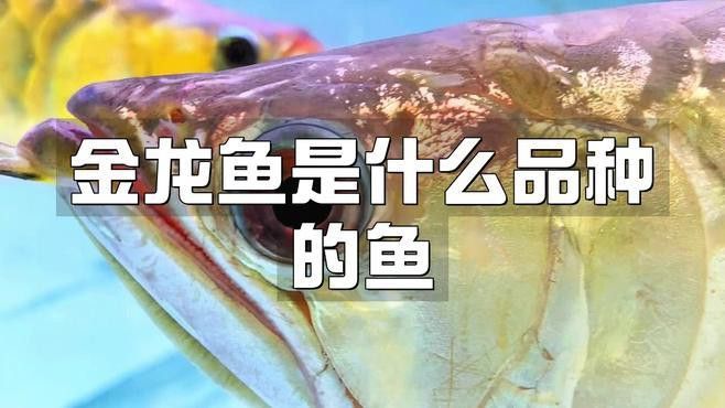 世界最大的金龍魚