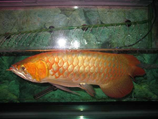 金龍魚五十公分多少錢（五十公分長的金龍魚價格受多種因素影響金龍魚養殖技巧分享）