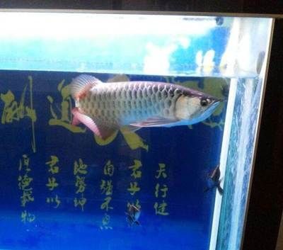 金龍魚五十公分多少錢（五十公分長的金龍魚價格受多種因素影響金龍魚養殖技巧分享）