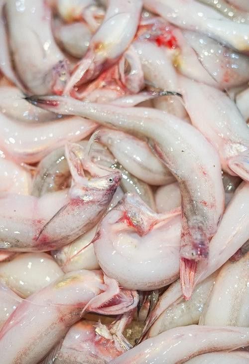 白龍魚好吃嗎
