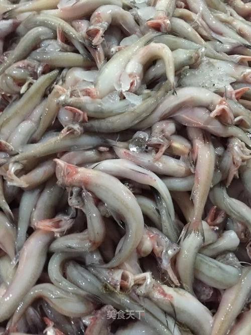 白龍魚好吃嗎
