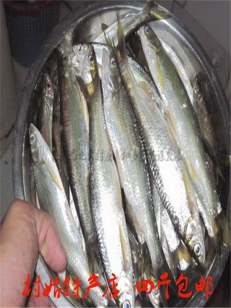 白龍魚好吃嗎