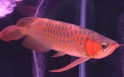 小過背金龍魚和高背金龍辨別：如何辨別小過背金龍魚和高背紅尾金龍魚 小過背金龍魚和高背金龍辨別：如何辨別小過背金龍魚和高背紅尾金龍魚 龍魚百科 第2張
