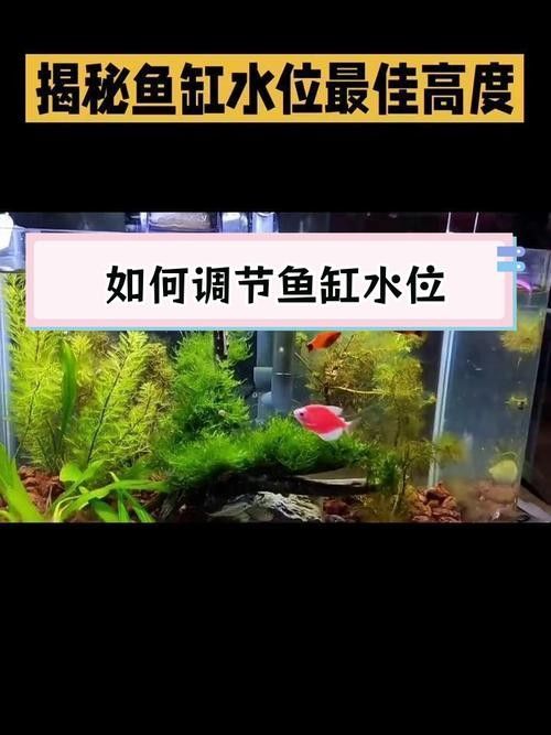 龍魚單側掉眼最簡單的恢復方法圖解 龍魚單側掉眼最簡單的恢復方法圖解 龍魚百科 第6張