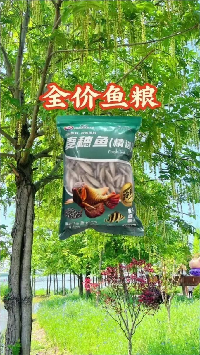 龍魚單側掉眼最簡單的恢復方法圖解 龍魚單側掉眼最簡單的恢復方法圖解 龍魚百科 第36張
