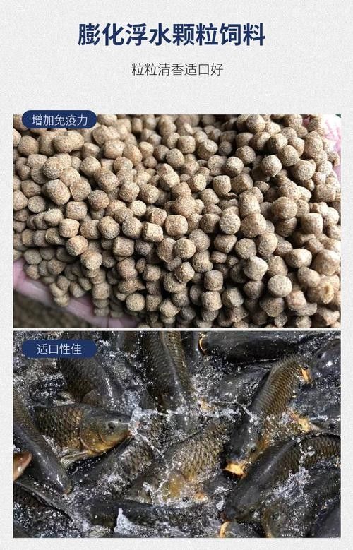 龍魚單側掉眼最簡單的恢復方法圖解 龍魚單側掉眼最簡單的恢復方法圖解 龍魚百科 第34張