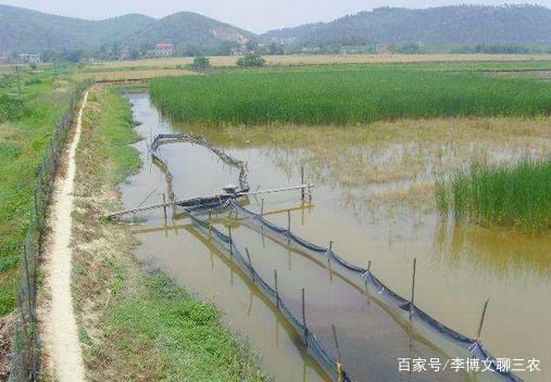喂龍魚(yú)大蝦需要去蝦皮嗎為什么不放鹽：喂龍魚(yú)大蝦是否需要去蝦皮，這個(gè)問(wèn)題的答案并不是絕對(duì)的 喂龍魚(yú)大蝦需要去蝦皮嗎為什么不放鹽：喂龍魚(yú)大蝦是否需要去蝦皮，這個(gè)問(wèn)題的答案并不是絕對(duì)的 龍魚(yú)百科 第2張
