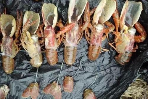 喂龍魚(yú)大蝦需要去蝦皮嗎為什么不放鹽：喂龍魚(yú)大蝦是否需要去蝦皮，這個(gè)問(wèn)題的答案并不是絕對(duì)的 喂龍魚(yú)大蝦需要去蝦皮嗎為什么不放鹽：喂龍魚(yú)大蝦是否需要去蝦皮，這個(gè)問(wèn)題的答案并不是絕對(duì)的 龍魚(yú)百科 第1張