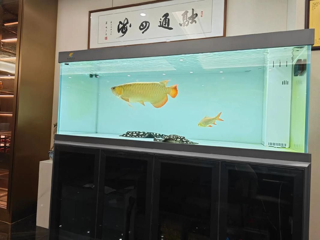 紅龍魚和招財魚混養好嗎圖片