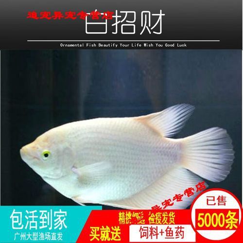 紅龍魚和招財魚混養好嗎圖片