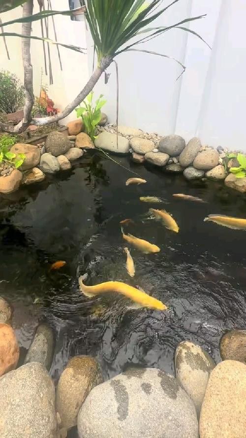 紅龍魚和招財魚混養好嗎圖片
