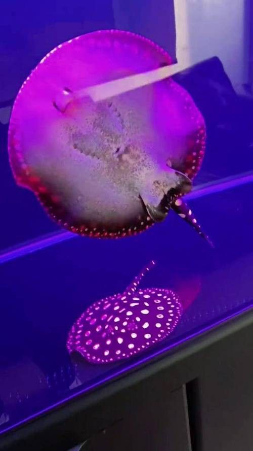 紅龍魚和招財魚混養好嗎圖片