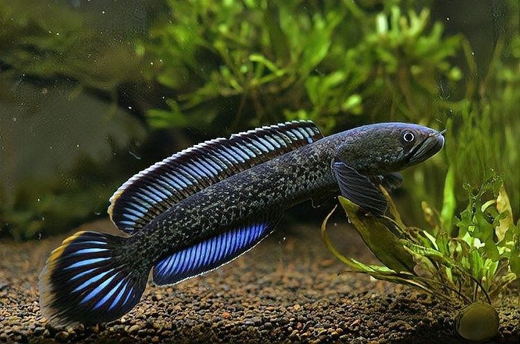 雷龍魚(yú)飼料 雷龍魚(yú)飼料 龍魚(yú)百科 第4張