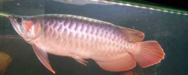 龍魚魚鱗掉了多久能恢復：龍魚掉鱗后如何保持水質清潔 龍魚魚鱗掉了多久能恢復：龍魚掉鱗后如何保持水質清潔 龍魚百科 第2張
