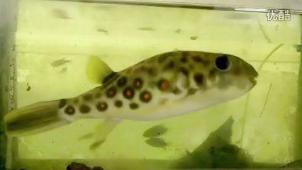 龍魚魚鱗掉了多久能恢復：龍魚掉鱗后如何保持水質清潔 龍魚魚鱗掉了多久能恢復：龍魚掉鱗后如何保持水質清潔 龍魚百科 第5張