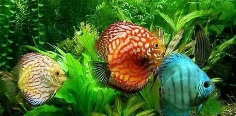 養(yǎng)好龍魚和鳳魚需要注意的幾個方面：養(yǎng)好龍魚和鳳魚需要注意以下幾個方面