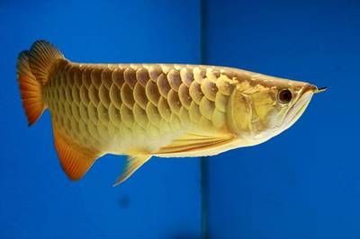 金龍魚飼養(yǎng)注意事項：白底白背景養(yǎng)金龍魚可行嗎 金龍魚飼養(yǎng)注意事項：白底白背景養(yǎng)金龍魚可行嗎 龍魚百科 第3張
