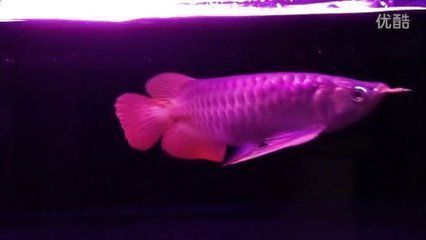 金龍魚和紅龍魚的價(jià)格范圍是多種因素影響赤龍魚的價(jià)格（關(guān)于赤龍魚的價(jià)格問題）