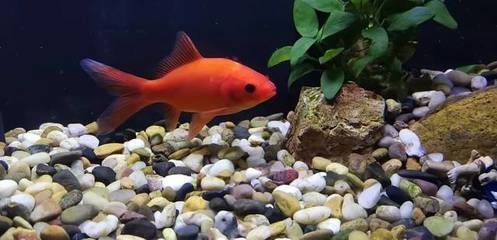 金龍魚和紅龍魚的價(jià)格范圍是多種因素影響赤龍魚的價(jià)格（關(guān)于赤龍魚的價(jià)格問題）