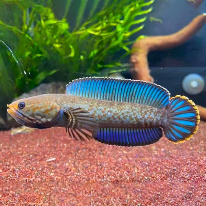 龍魚耐活嗎：龍魚的耐活性受到多種因素的影響
